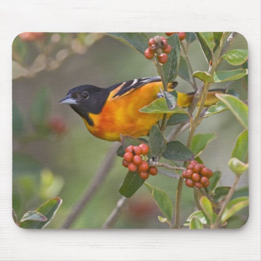 Tapis De Souris Baltimore Oriole (Devant)