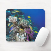 Tapis De Souris Banc de rougets autour d'un petit corail (Avec souris)
