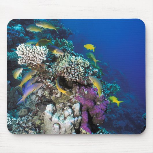 Tapis De Souris Banc de rougets autour d'un petit corail (Devant)