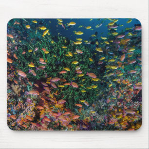 Tapis De Souris Bancs de poissons nagent dans le récif