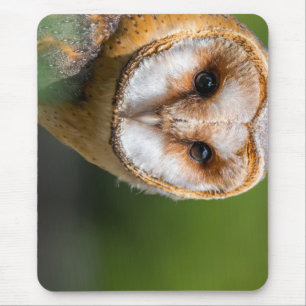 Tapis De Souris barn owl, owl, oiseau
