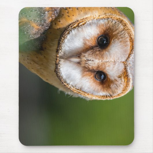 Tapis De Souris barn owl, owl, oiseau (Devant)