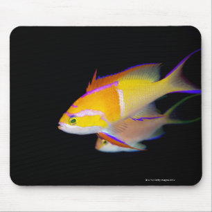 Tapis De Souris Barre blanche Anthias