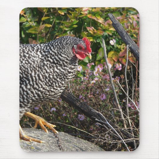 Tapis De Souris Barred Rock Hen (Devant)