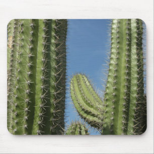 Tapis De Souris Barrel Cactus I Desert Photo