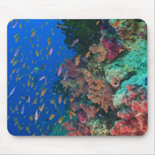 Tapis De Souris Basslets Fées en banc (Pseudanthias