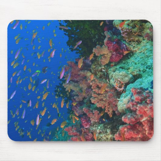 Tapis De Souris Basslets Fées en banc (Pseudanthias (Devant)