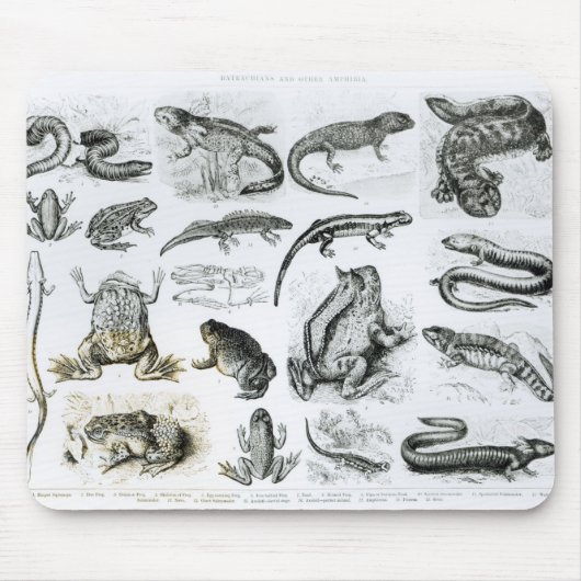 Tapis De Souris Batraciens et d'autres amphibiens (Devant)