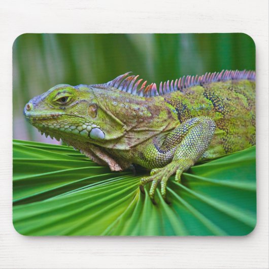 Tapis de souris beau caméléon (Devant)