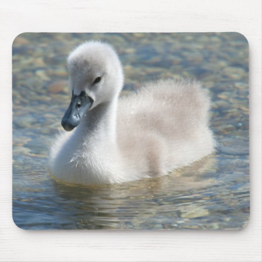 Tapis De Souris Beau Canard de cygne muet (Devant)
