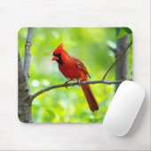 Tapis De Souris Beau cardinal rouge vif dans un arbre (Avec souris)