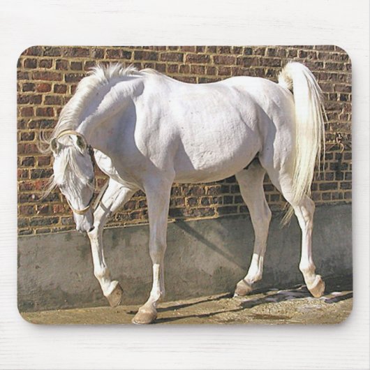 Tapis De Souris Beau cheval Arabe blanc (Devant)