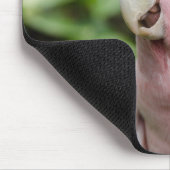 Tapis De Souris Beau perroquet rose et blanc (Coin)