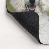 Tapis De Souris Beau Poodle Blanc 2025 Calendrier Chien (Coin)