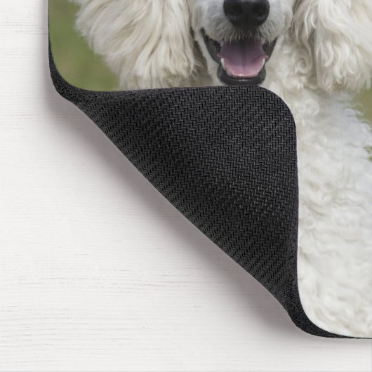 Tapis De Souris Beau Poodle Blanc 2025 Calendrier Chien (Coin)