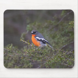 Tapis De Souris Beau Robin à flamme orange