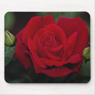 Tapis De Souris Beau rose de thé hybride 'Chrysler Imperial