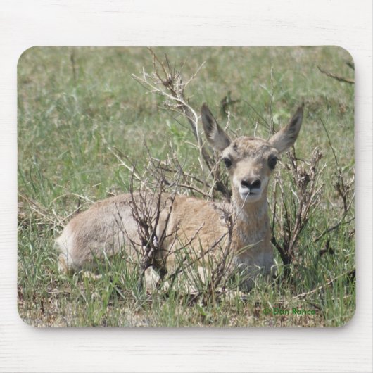 Tapis De Souris Bébé antilope pronghorn A7 (Devant)