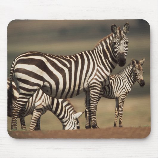 Tapis De Souris Bébé Burchell's Zebra avec mère (Devant)