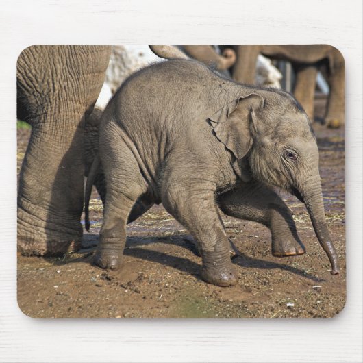 Tapis De Souris Bébé éléphant (Devant)