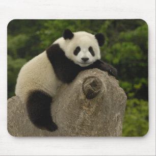Tapis De Souris Bébé panda géant