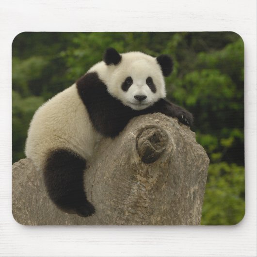 Tapis De Souris Bébé panda géant (Devant)