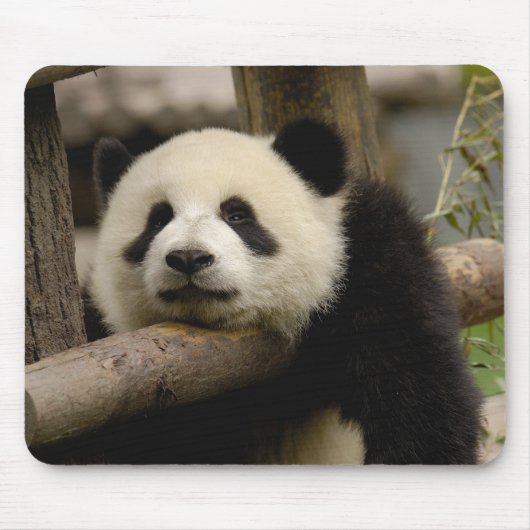 Tapis De Souris Bébé panda géant Ailuropoda melanoleuca) (Devant)