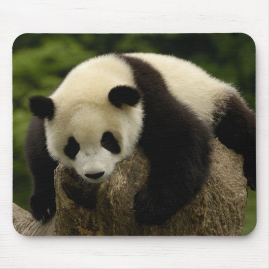Tapis De Souris Bébé panda géant (Ailuropoda melanoleuca) (Devant)