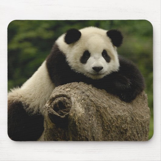 Tapis De Souris Bébé panda géant Ailuropoda melanoleuca) (Devant)