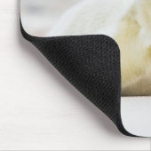 Tapis De Souris Bébé phoque des images | de Getty (Coin)