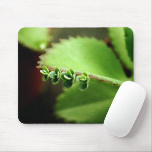 Tapis De Souris Bébé Succulentes Plante Verte - Photo de Nature Ze