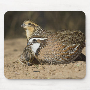 Tapis De Souris Bébés de caille nordique Bobwhite à l'étang pour b