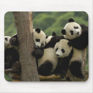 Tapis De Souris Bébés pandas géants Ailuropoda melanoleuca)