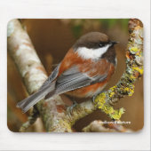 Tapis De Souris Bécasseau mignon à dos de châtaignier sur poirier (Devant)