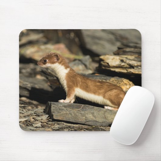 Tapis De Souris Belette de chasse (Avec souris)