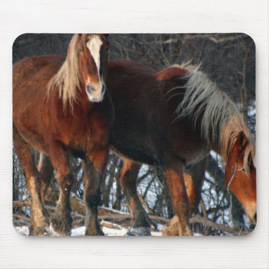 Tapis de souris belge de chevaux de trait (Devant)