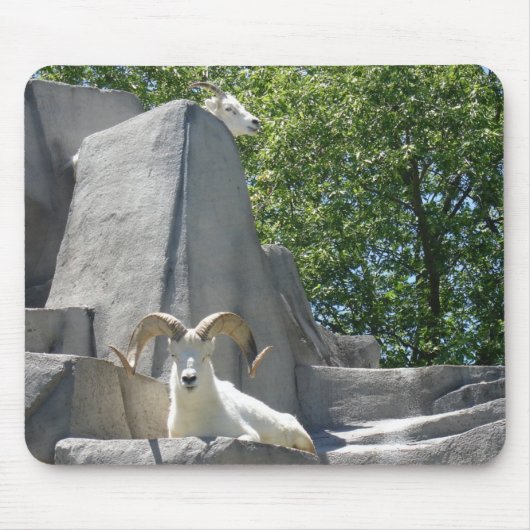 Tapis De Souris béliers (Devant)