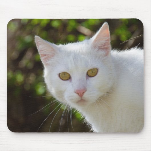 Tapis De Souris Belle Chat Blanc (Devant)