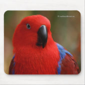 Tapis De Souris Belle "Dame en rouge" Eclectus Parrot (Devant)