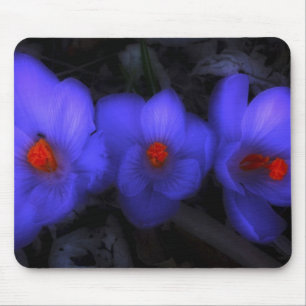 Tapis De Souris Belle floraison de crocus bleu pourpre