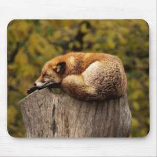 Tapis De Souris Belle Fox dormant sur une souche d'arbre