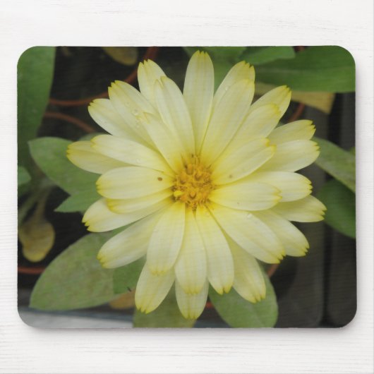 Tapis De Souris Belle Marigold Jaune Mousepad (Devant)