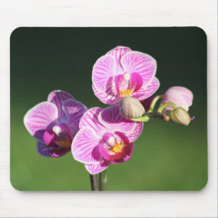 Tapis De Souris Belle Orchidée violette et rose