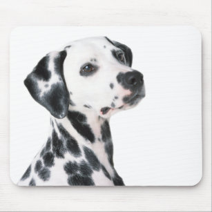 Tapis De Souris Belle photo de chien dalmatien, cadeau