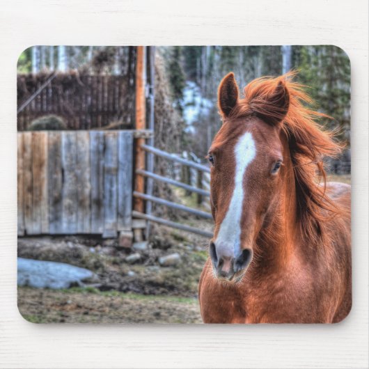 Tapis De Souris Belle Red Dun Ranch Horse Equine Photo (Devant)