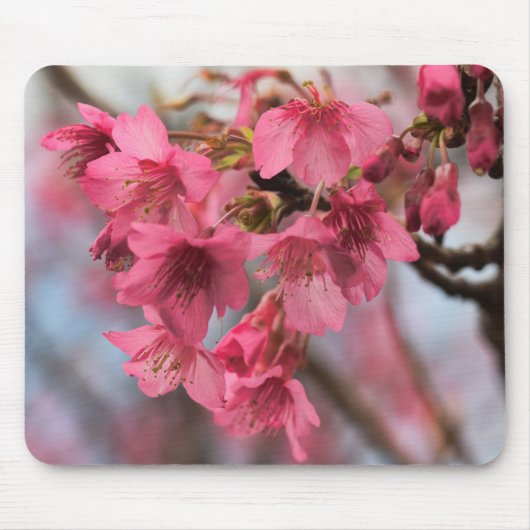 Tapis De Souris Belles fleurs de cerisier (Devant)