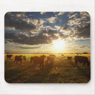 Tapis De Souris Bétail dans le domaine, coucher du soleil
