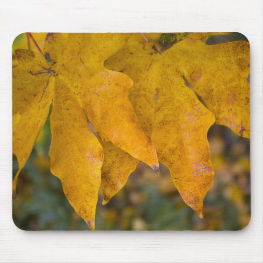 Tapis De Souris Big Leaf Maple Mousepad (Devant)