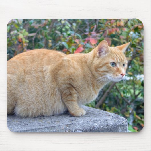 Tapis De Souris Big Red Tabby (Devant)