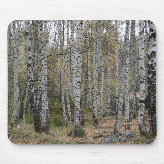 Tapis De Souris Birch Forrest Photo sur Mousepad (Devant)